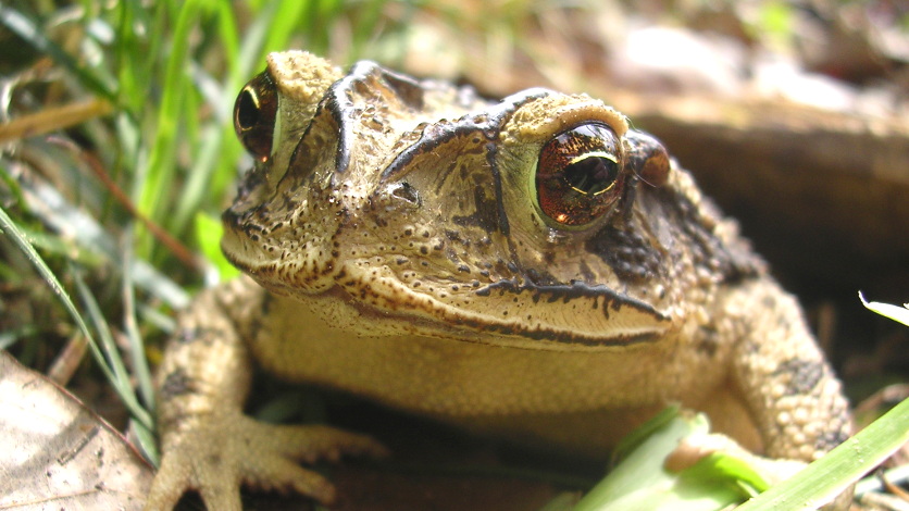 Глаза биологи. Toad picture. Animal reintroductions.